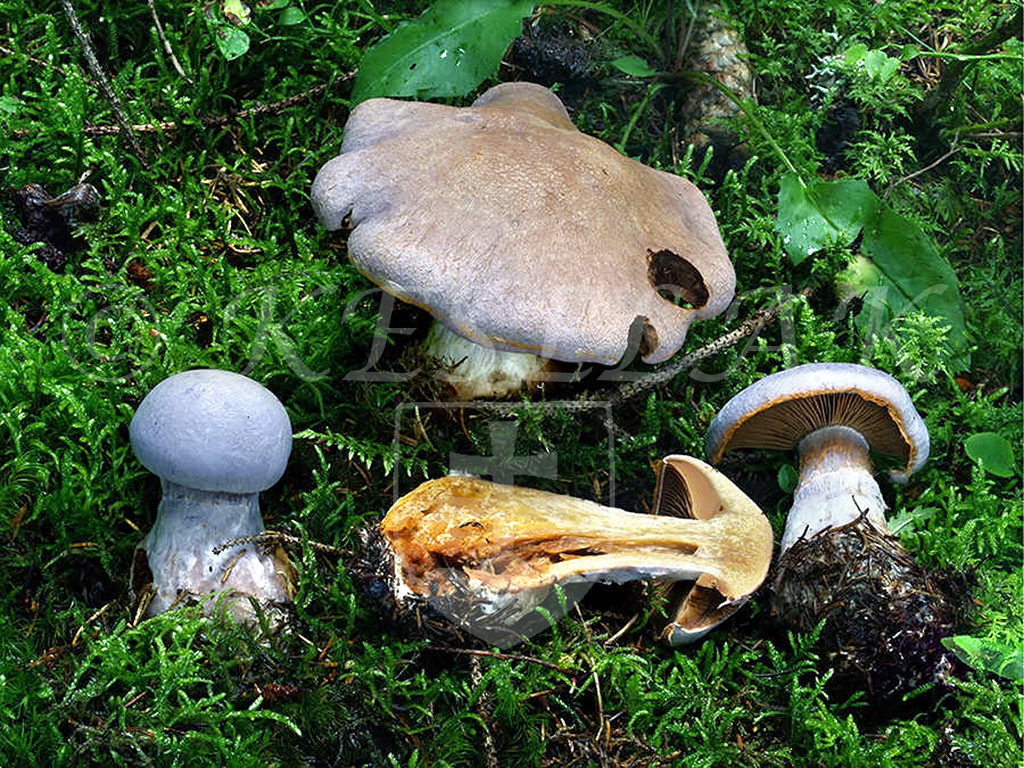 C. graveolens - silno voňajúci