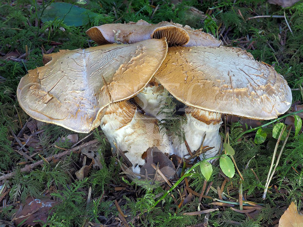 C. finitimus f. ochraceus - podobný okrový 