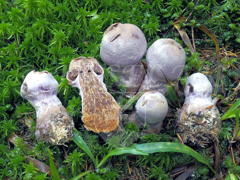 C. traganus - smradľavý