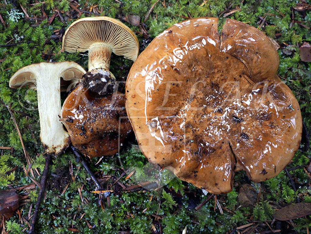 C. orichalceolens - meďový