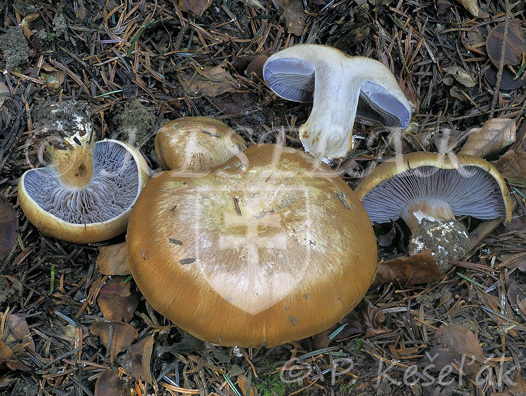 C. avellaneocoeruleus - lieskovcovohnedý