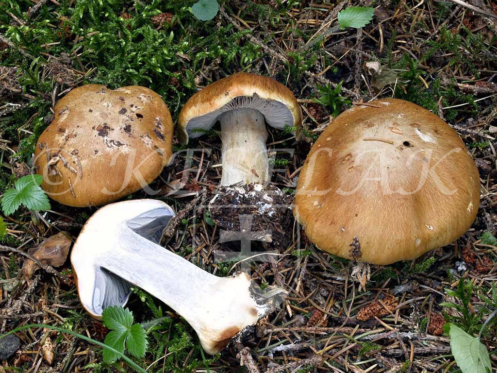 C. olidoamarus - horkastovoňavý