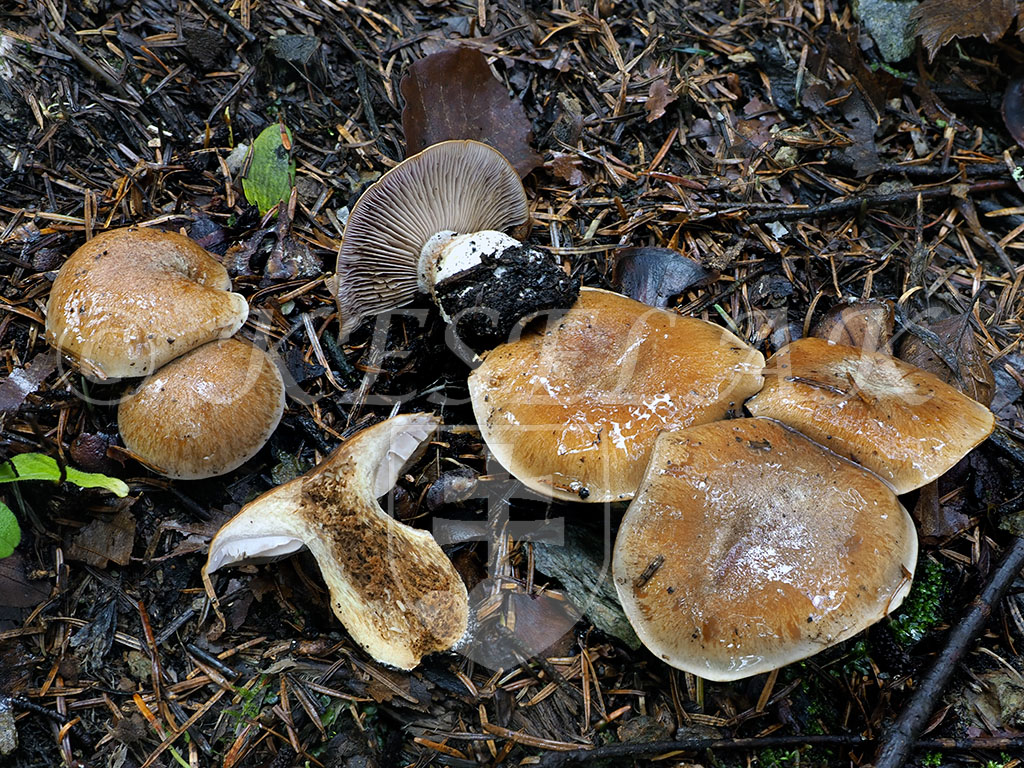 C. olidoamarus f. abietinus - podjedľový