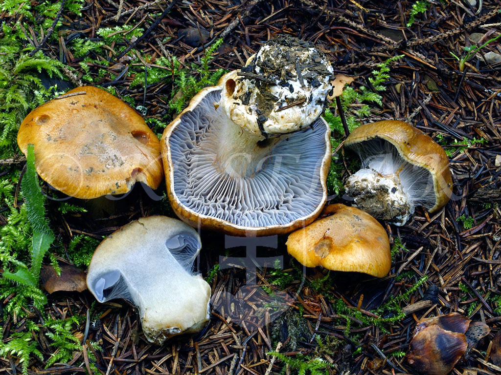 C. olidoamarus f. piceae – podsmrekový