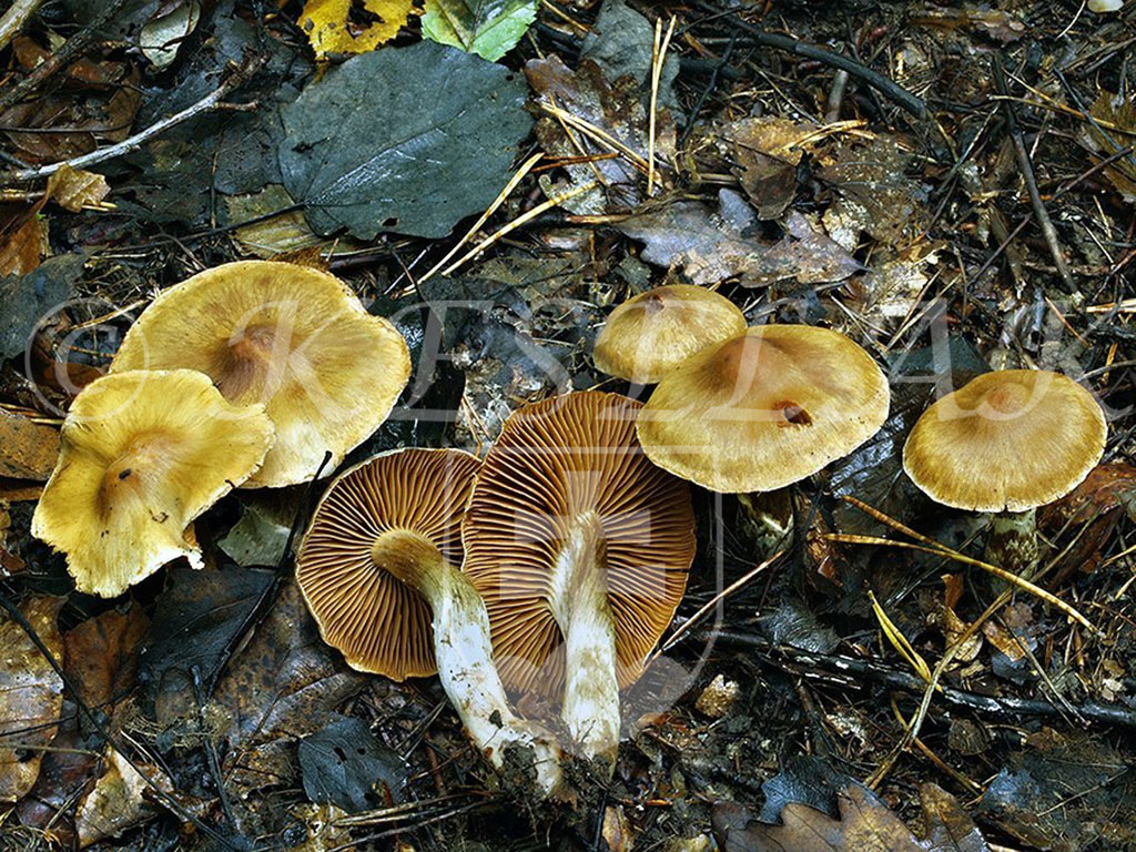 C. safranopes var. laevipes - hladkohlúbikový