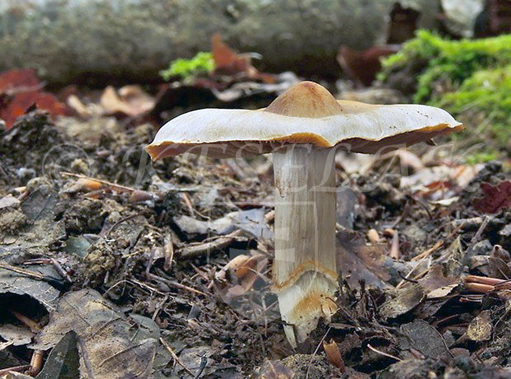 C. immaculatus - nepoškvrnený