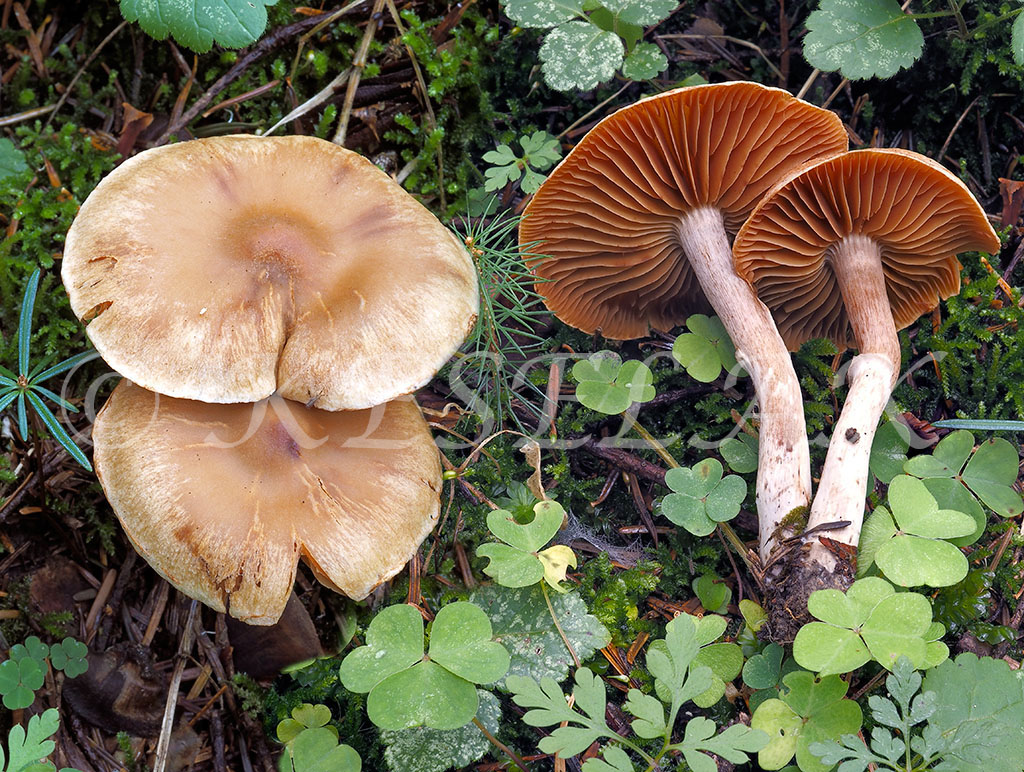 C. hinnuleovelatus - jelení