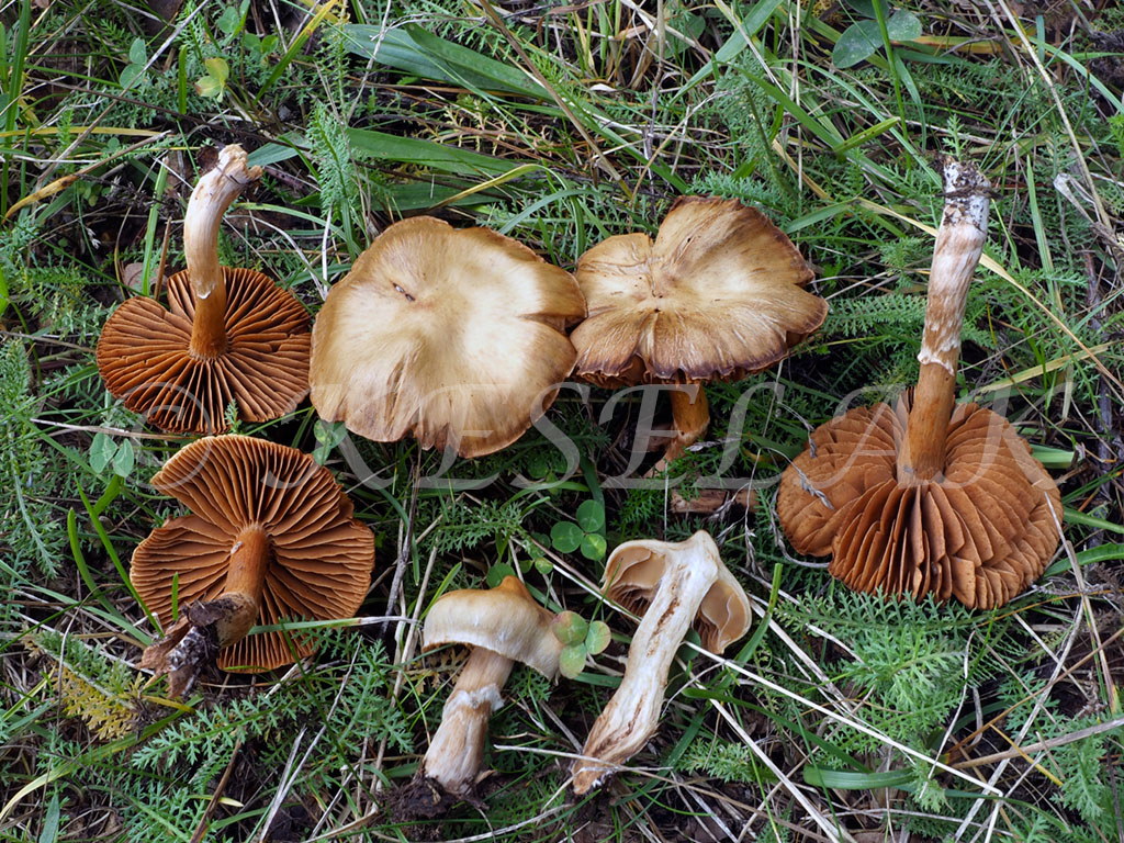 C. hinnuleus - zemitý