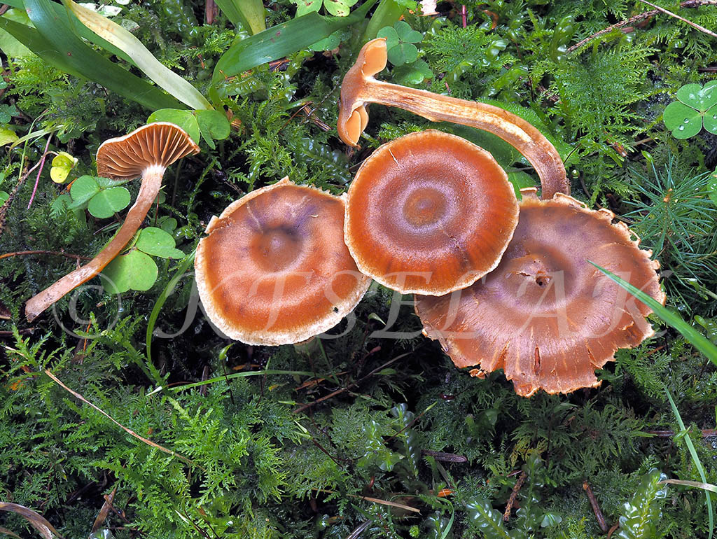 C. nauseosmus - protivný