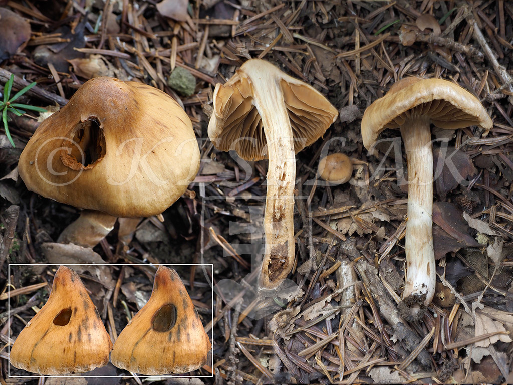 C. conicoides - kužeľovitý