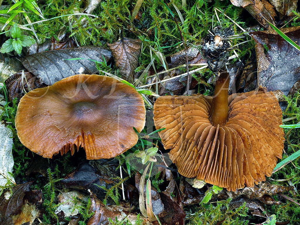 C. griseascens - šednúci