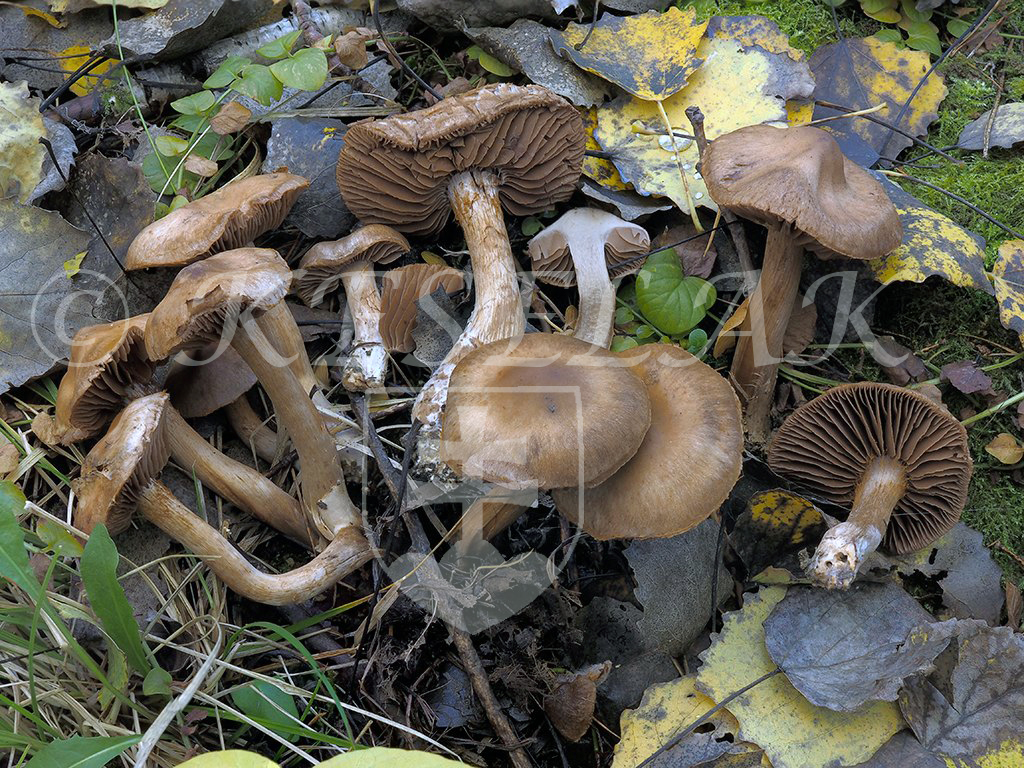 C. uraceoconnatus - trsovitý