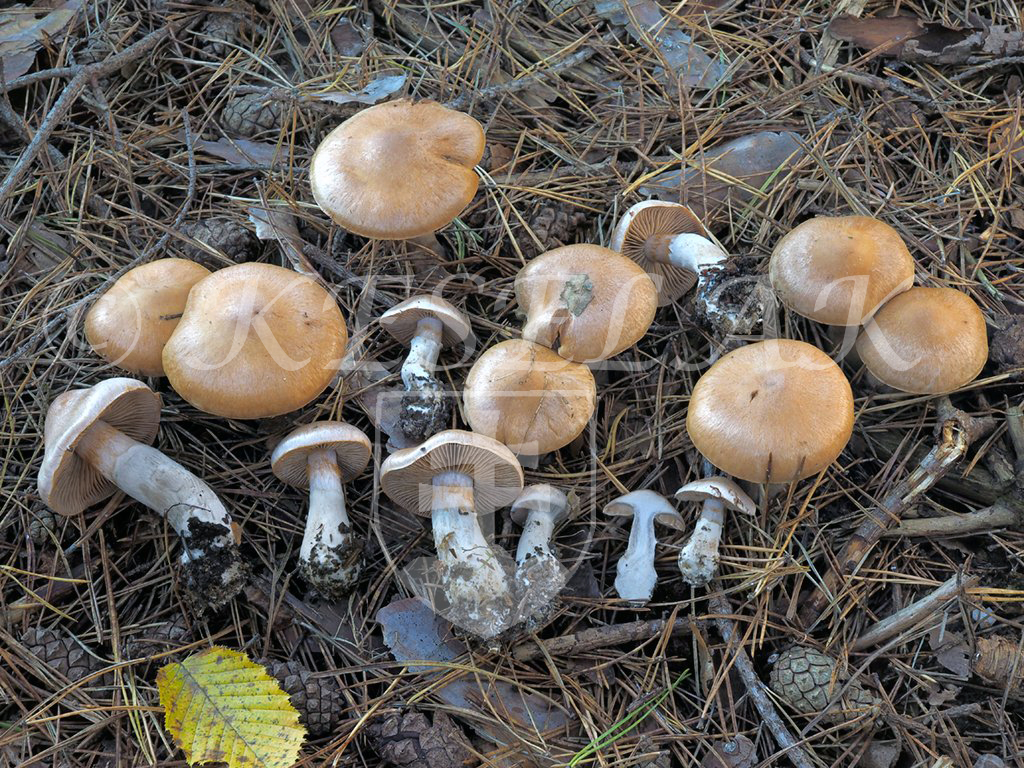 C. hydrobivelus - vlhkomilný