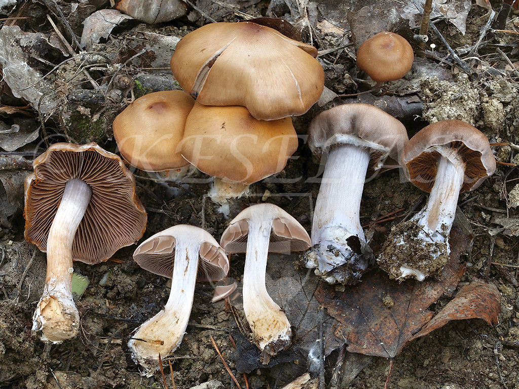 C. duristipes - pevnohlúbikový