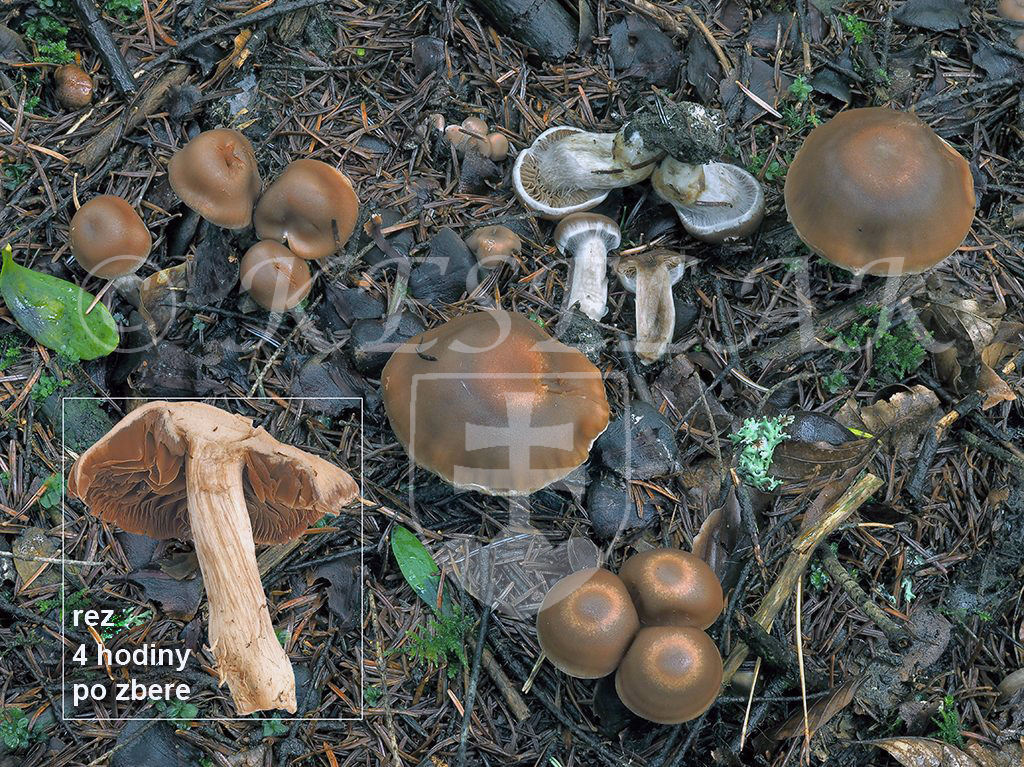 C. gymnopus - holohlúbikový