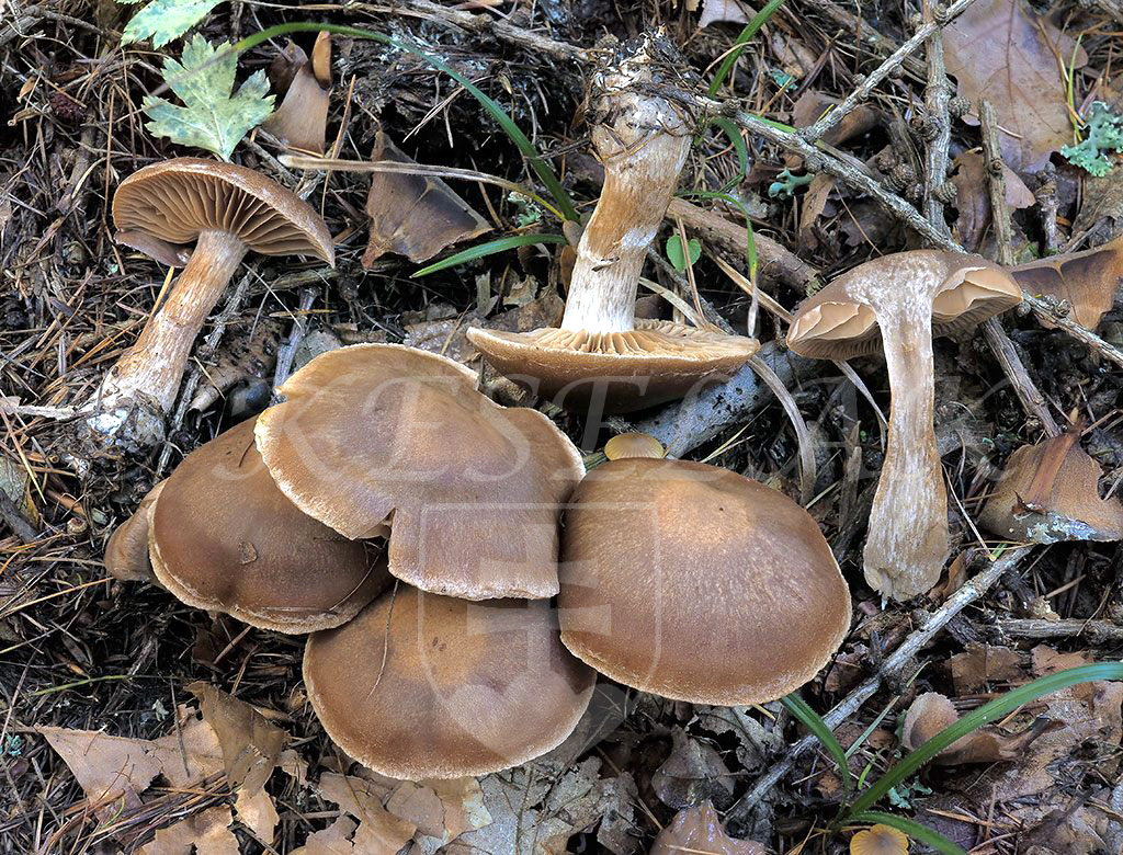 C. stipitemirus - výnimočný