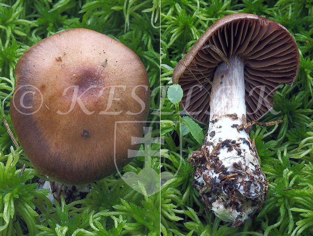 C. murinascens - myšací