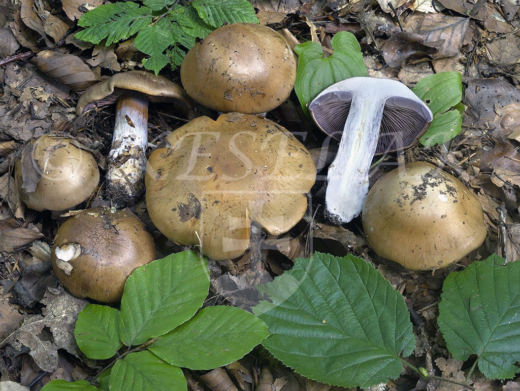 C. subporphyropus - fialovoporfyrový