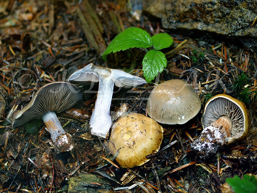 C. mendax - zavádzajúci