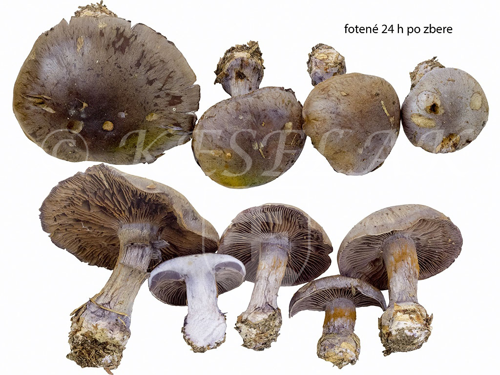 C. thalliotinctus - splývavý