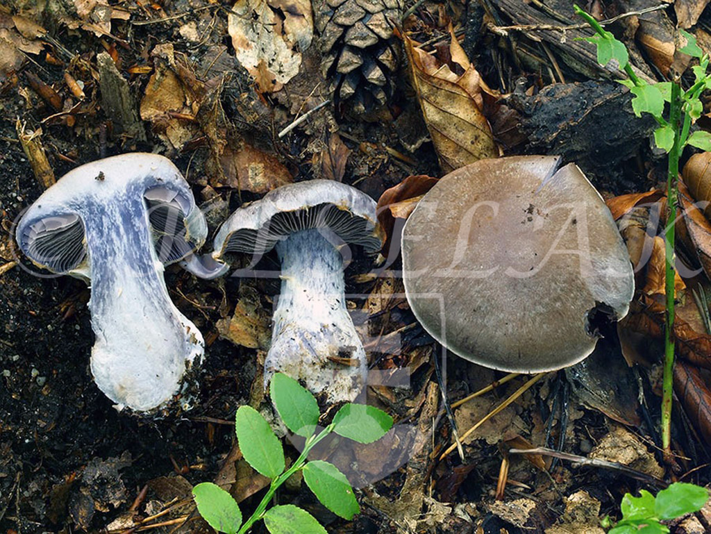 C. tirolianus - tirolský