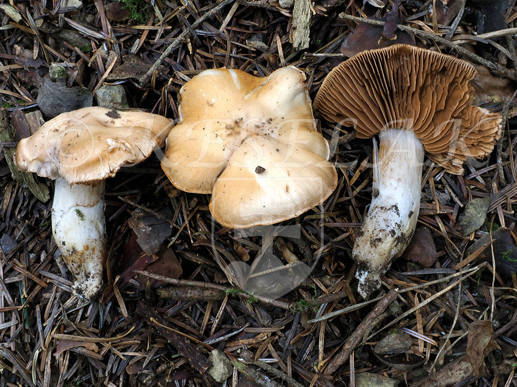 C. pseudoprivignus - turgidný