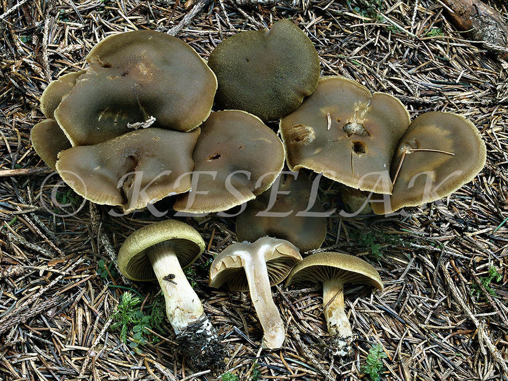 C. submelanotus - tmavnúci