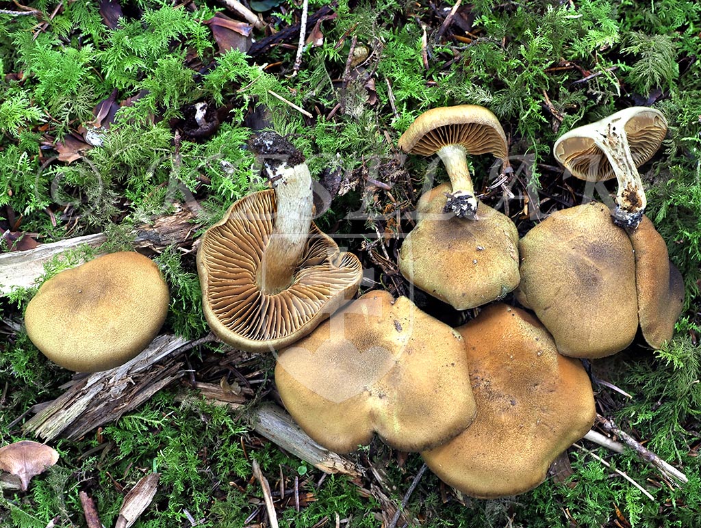 C. venetus - lilavohlubikový