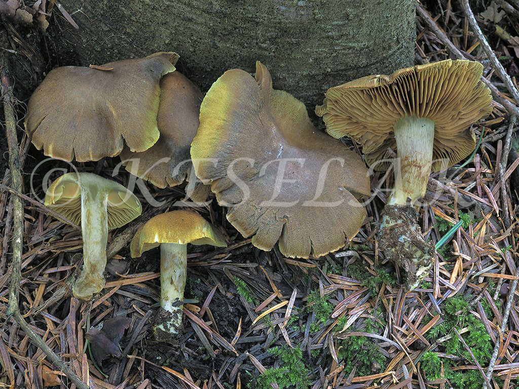 C. melanotus - šupinkatý, olivovohnedopásavý