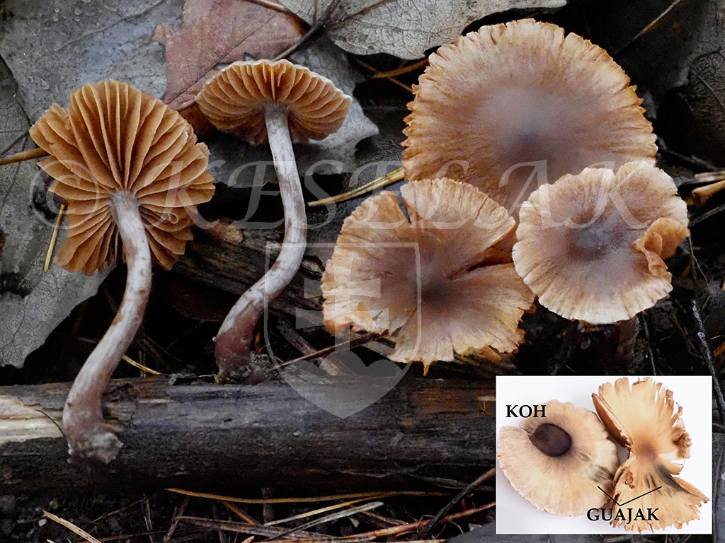 C. subargyropus - striebrohlúbikový