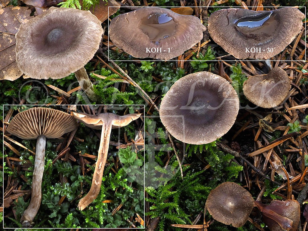 C. hemitrichus - plstnatý