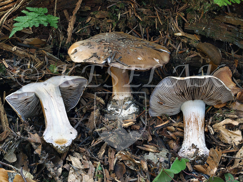 C. obscurocyaneus agg. - temnomodrý