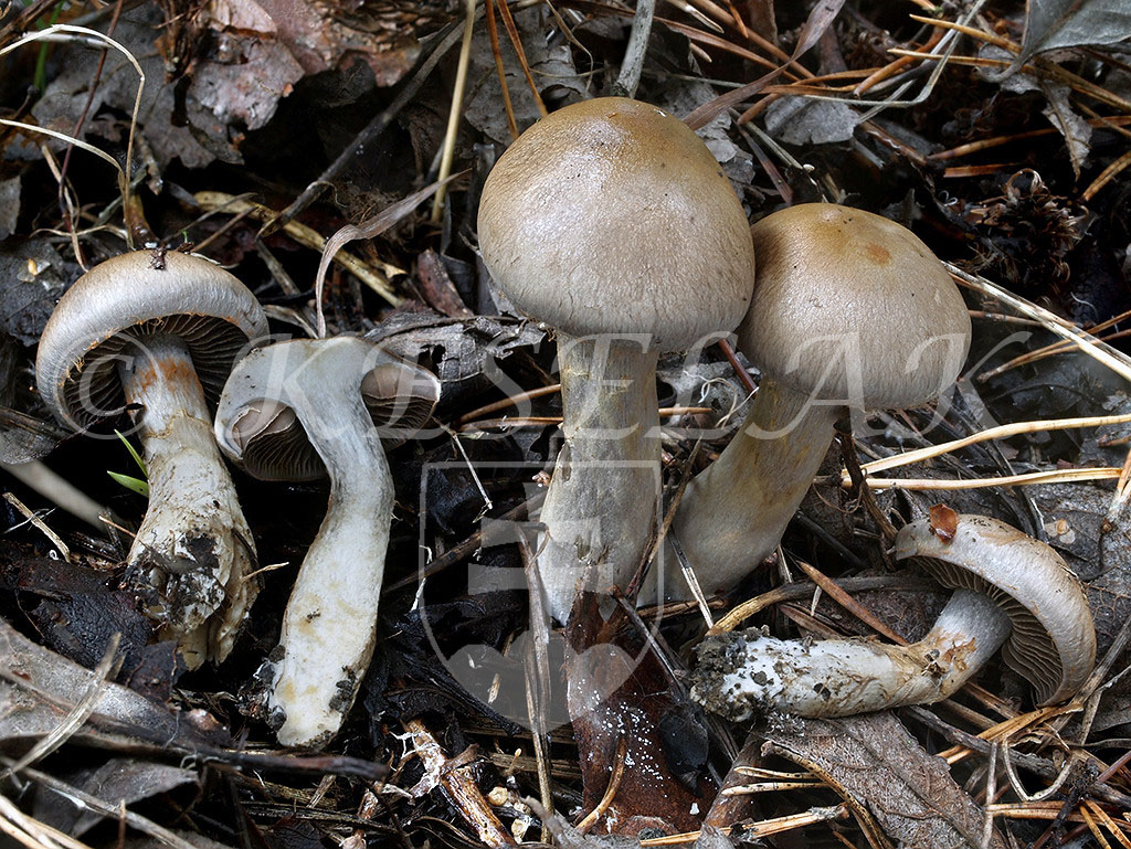 C. brunneotactus - hnednúci