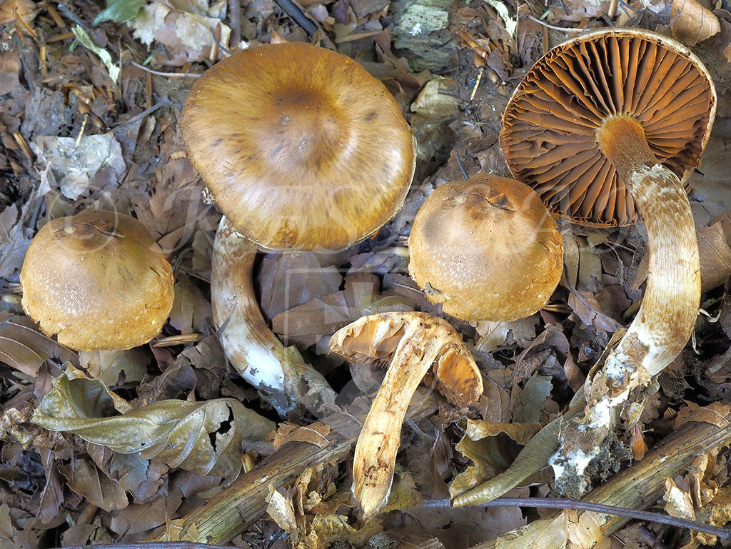 C. alutaceofulvus - kožovožltý