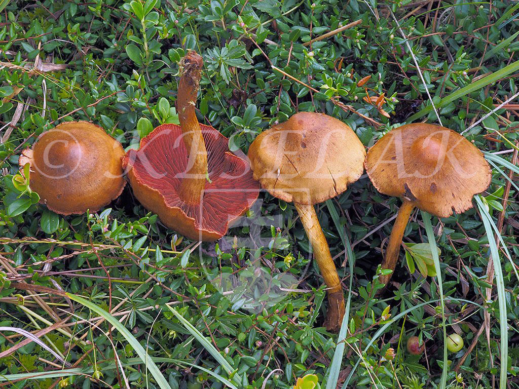 C. ominosus asp. ornatipes - krásnohlúbikový