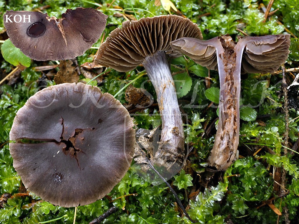 C. anthracinicolor - antracitový