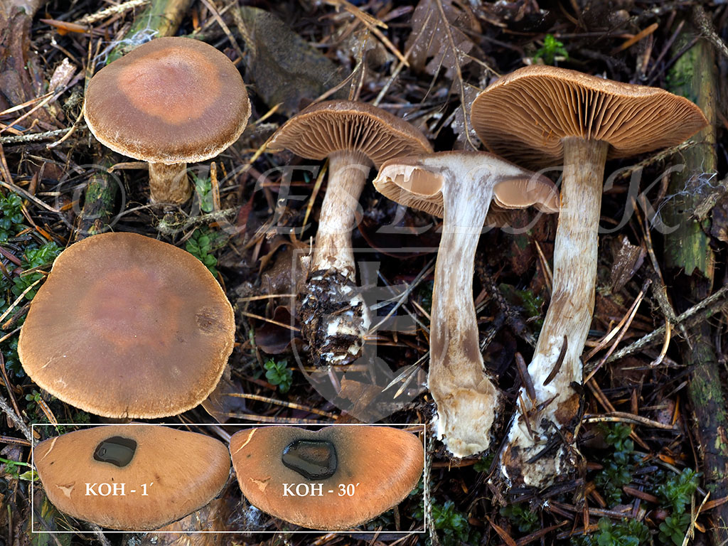 C. armeniacus agg. - marhuľovožltý