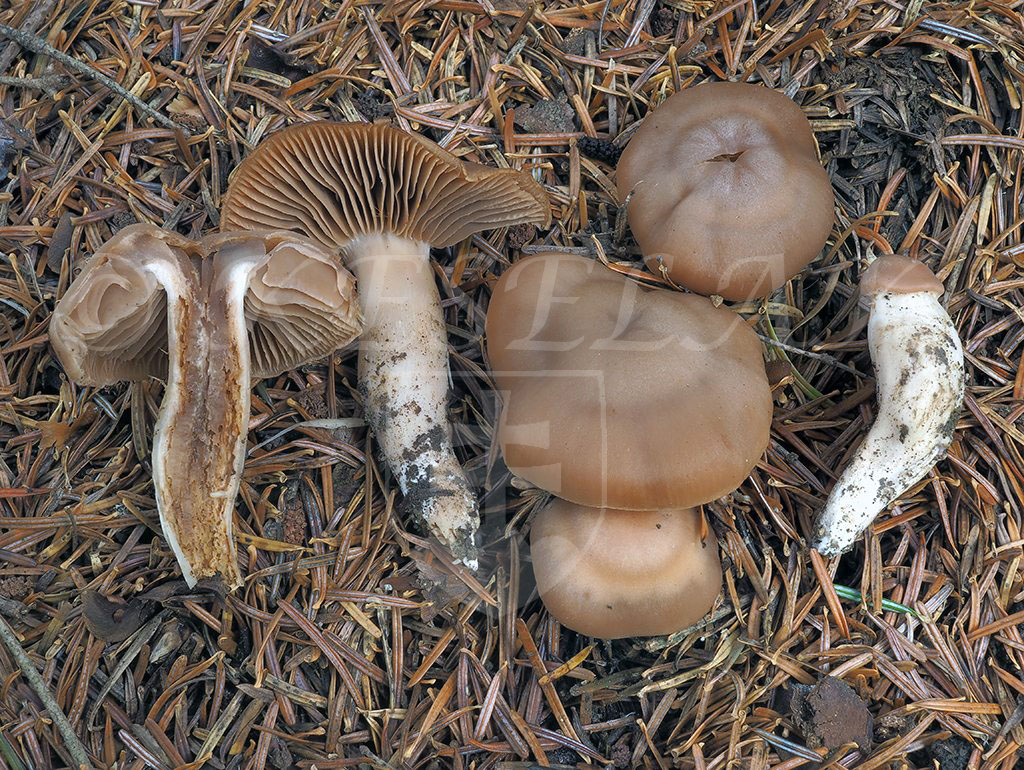 C. aurantiosplendidus - oranžovolesklý