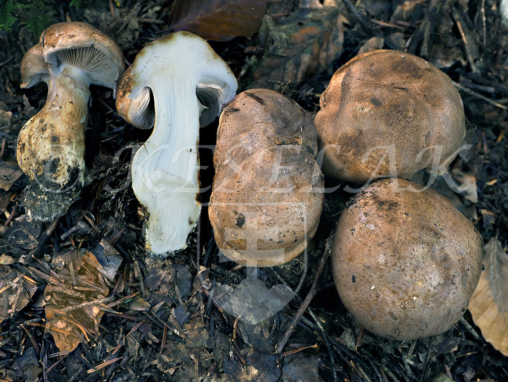 C. subbalteatus - smrekovcový