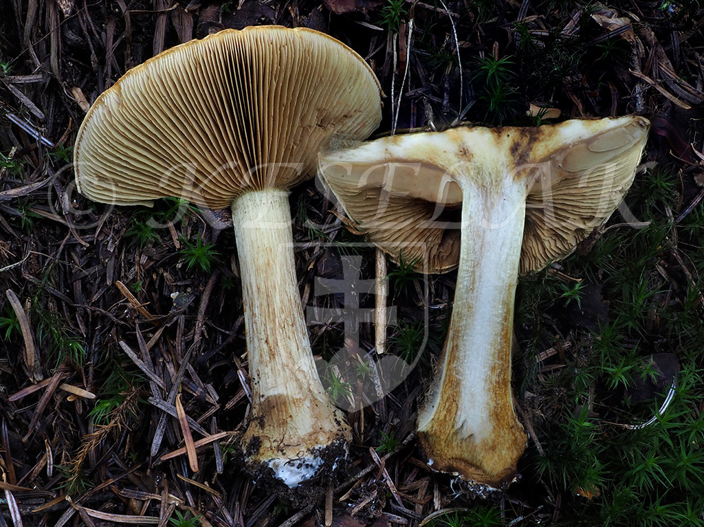 C. anserinus - husí 