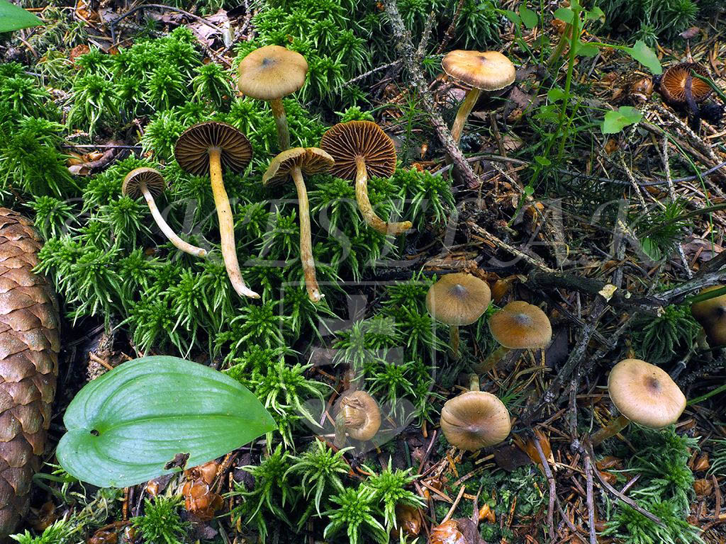 C. acutoides - ostrejší