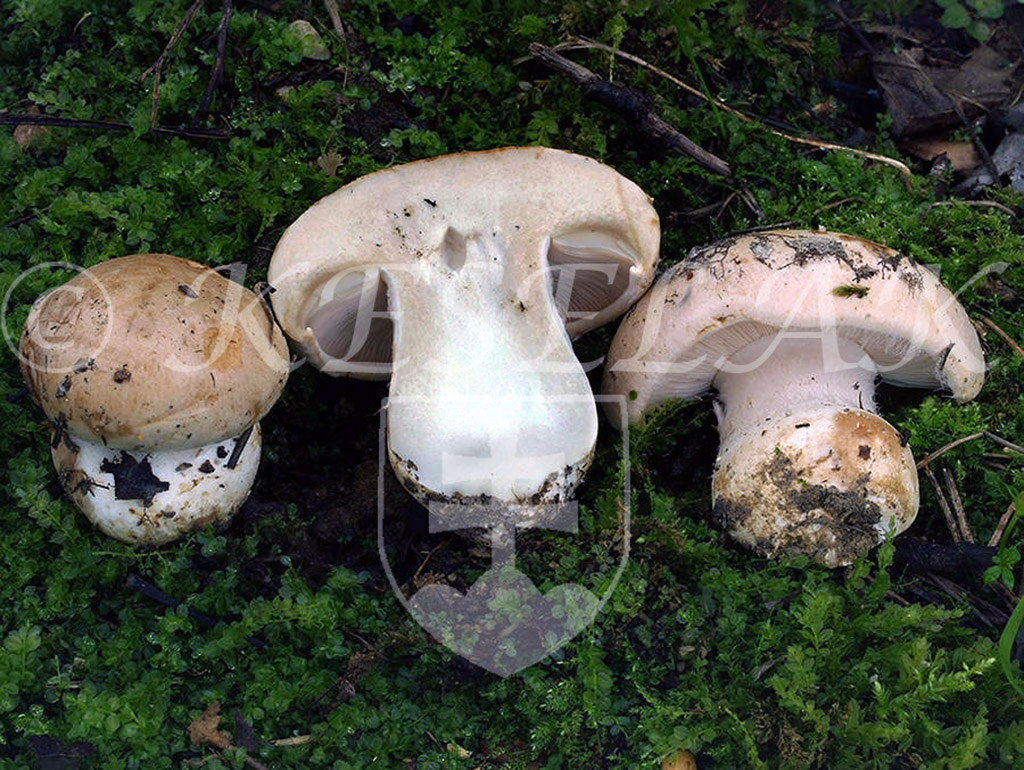 C. rapaceoides - podobnejší