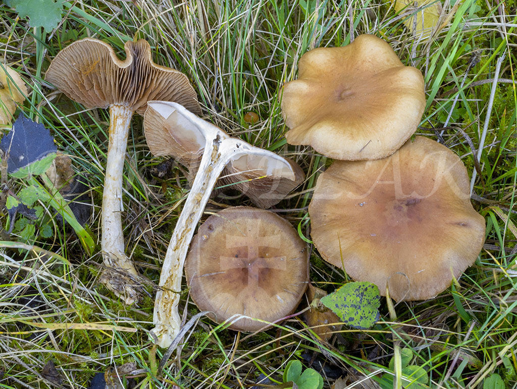 C. albocyaneus - bielomodrastý