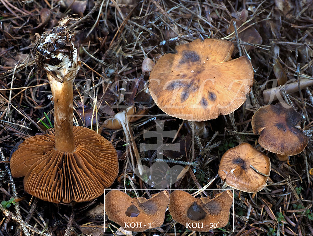 C. subrepandus - dohora zahnutý