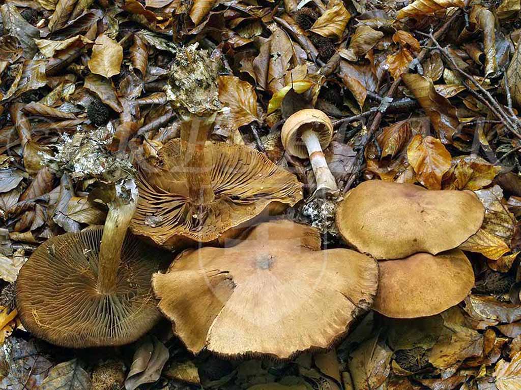 C. subarmillatus - náramkový 