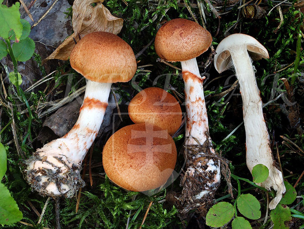 C. subarmillatus var. picetorum - náramkový smrečinový